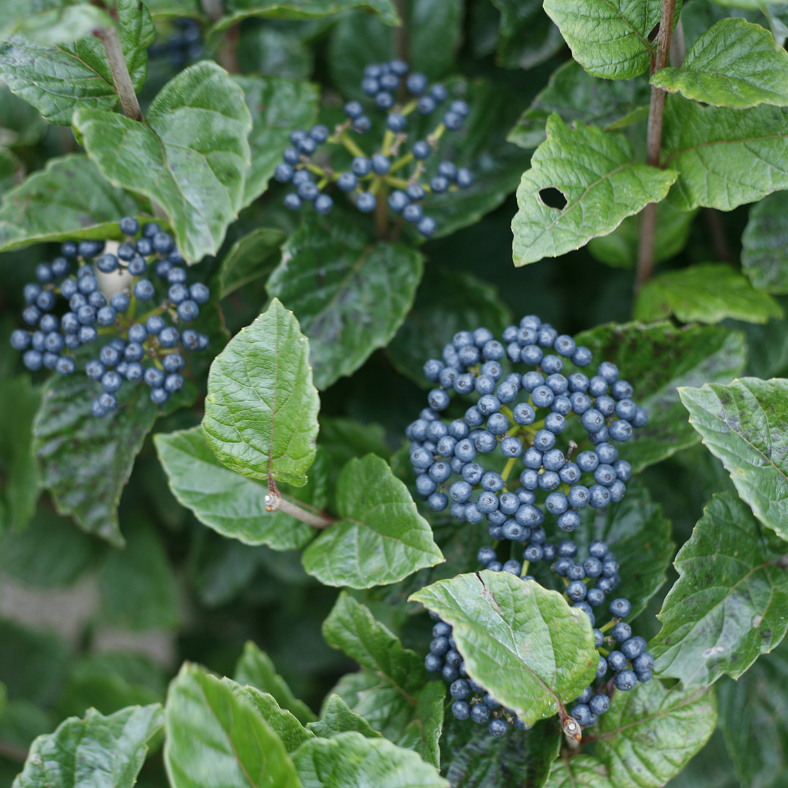 All That Glitters Viburnum Spring Meadow Wholesale Liners Spring All that glitters viburnum spring meadow wholesale liners spring